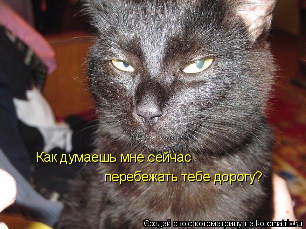 Как думаешь мне сейчас перебежать тебе дорогу?... Котоматрица: Как думаешь мне сейчас перебежать тебе дорогу?
