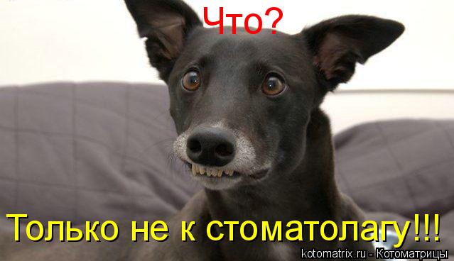 Что? Только не к стоматолагу!!!... Котоматрица: Что? Только не к стоматолагу!!!