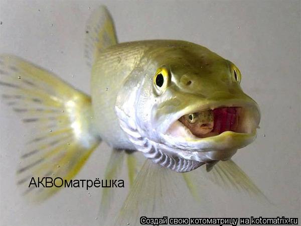 АКВОматрёшка... Котоматрица: АКВОматрёшка