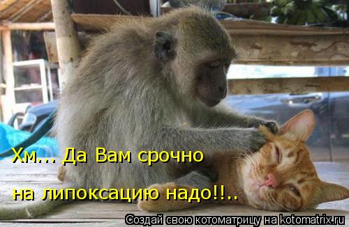 Хм... Да Вам срочно на липоксацию надо!!..... Котоматрица: Хм... Да Вам срочно на липоксацию надо!!..