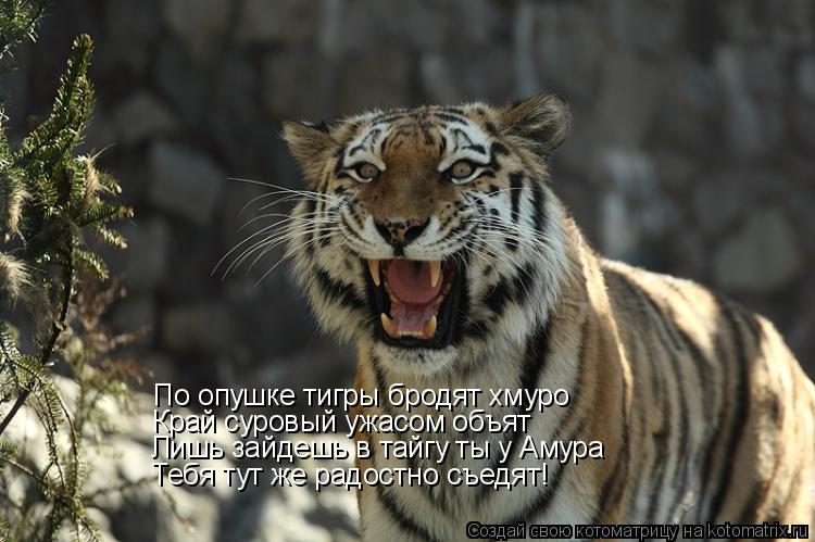 Котоматрица: По опушке тигры бродят хмуро Край суровый ужасом объят Лишь зайдешь в тайгу ты у Амура Тебя тут же радостно съедят!