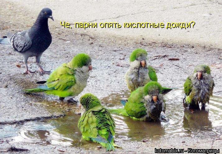 Че, парни опять кислотные дожди?... Котоматрица: Че, парни опять кислотные дожди?