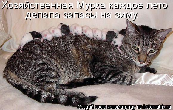 Хозяйственная Мурка каждое лето делала запасы на зиму.... Котоматрица: Хозяйственная Мурка каждое лето делала запасы на зиму.