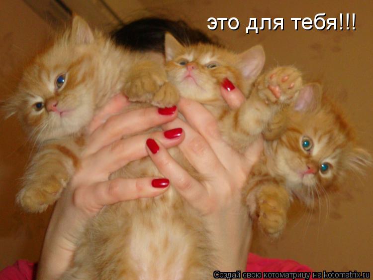 это для тебя!!!... Котоматрица: это для тебя!!!