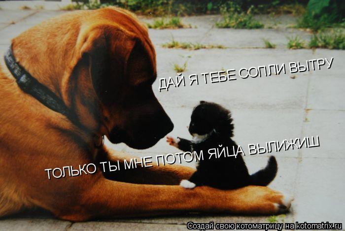 ДАЙ Я ТЕБЕ СОПЛИ ВЫТРУ ТОЛЬКО ТЫ МНЕ ПОТОМ ЯЙЦА ВЫЛИЖИШ... Котоматрица: ДАЙ Я ТЕБЕ СОПЛИ ВЫТРУ ТОЛЬКО ТЫ МНЕ ПОТОМ ЯЙЦА ВЫЛИЖИШ
