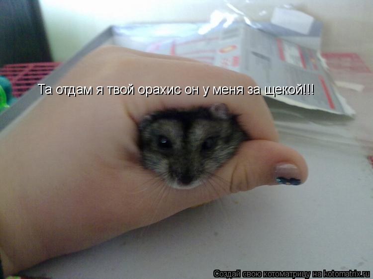Та отдам я твой орахис он у меня за щекой!!!... Котоматрица: Та отдам я твой орахис он у меня за щекой!!!