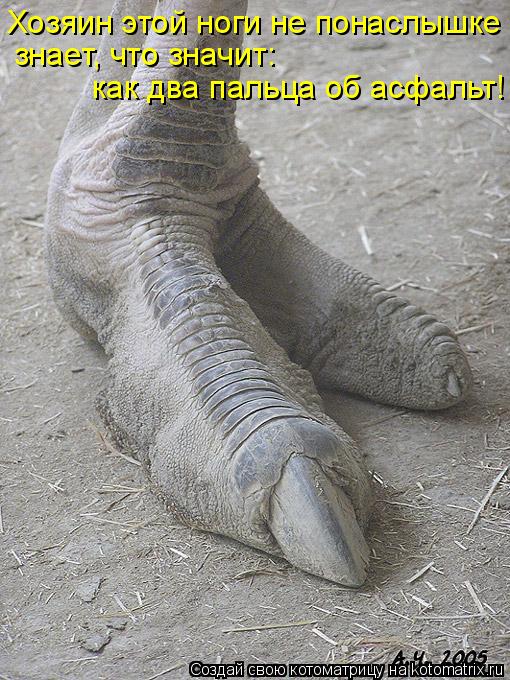 Хозяин этой ноги не понаслышке знает, что значит: как два пальца об асфальт!... Котоматрица: Хозяин этой ноги не понаслышке знает, что значит: как два пальца об асфальт!