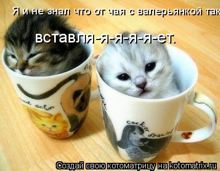 Я и не знал что от чая с валерьянкой так вставля-я-я-я-яет. вставля-я-я-я-я-ет.... Котоматрица: Я и не знал что от чая с валерьянкой так вставля-я-я-я-яет. вставля-я-я-я-я-ет.