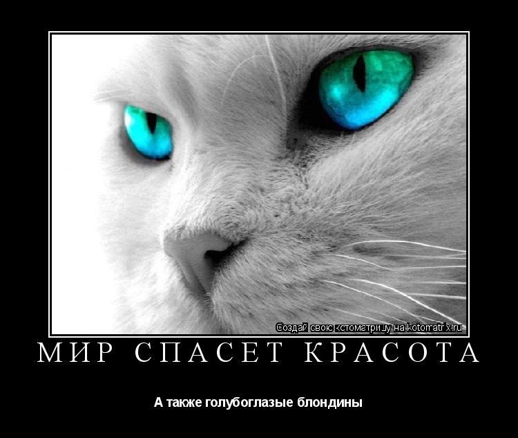 Мир спасёт красота А также голубоглазые блондины... Котоматрица: Мир спасёт красота А также голубоглазые блондины