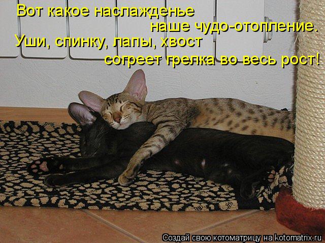 Вот какое наслажденье наше чудо-отопление. Уши, спинку, лапы, хвост согреет грелка во весь рост!... Котоматрица: Вот какое наслажденье наше чудо-отопление. Уши, спинку, лапы, хвост согреет грелка во весь рост!