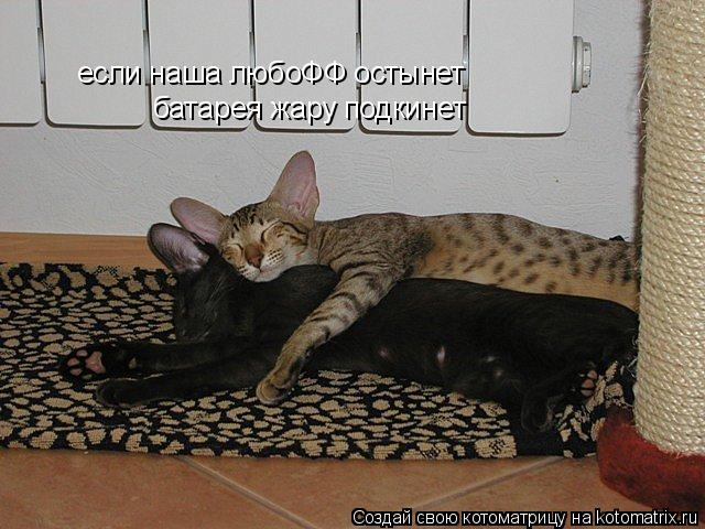 если наша любоФФ остынет батарея жару подкинет... Котоматрица: если наша любоФФ остынет батарея жару подкинет