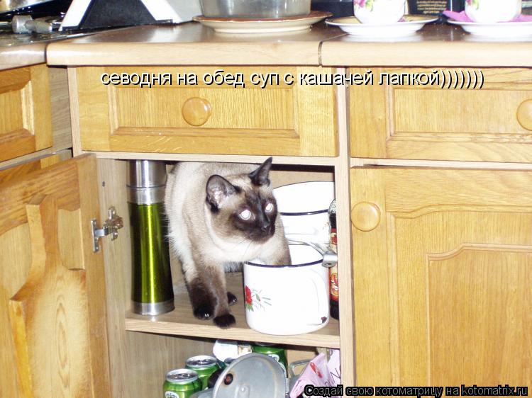 севодня на обед суп с кашачей лапкой)))))))... Котоматрица: севодня на обед суп с кашачей лапкой)))))))
