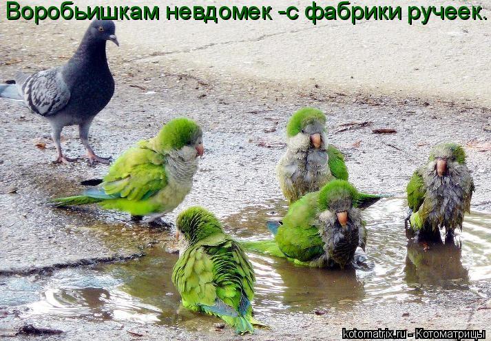 Воробьишкам невдомек -с фабрики ручеек.... Котоматрица: Воробьишкам невдомек -с фабрики ручеек.