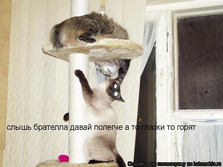 слышь брателла давай полегче а то глазки то горят... Котоматрица: слышь брателла давай полегче а то глазки то горят