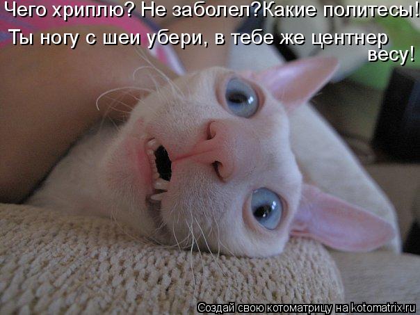 Ты ногу с шеи убери, в тебе же центнер весу! Чего хриплю? Не заболел?Какие политесы!... Котоматрица: Ты ногу с шеи убери, в тебе же центнер весу! Чего хриплю? Не заболел?Какие политесы!