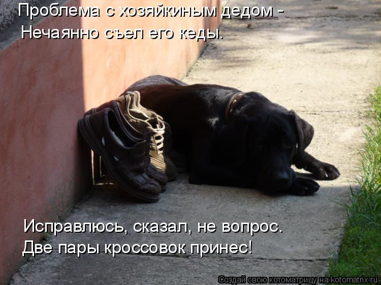 Котоматрица: Нечаянно съел его кеды. Исправлюсь, сказал, не вопрос. Две пары кроссовок принес! Проблема с хозяйкиным дедом -