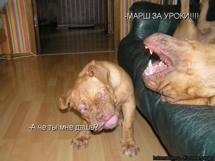 -МАРШ ЗА УРОКИ!!!! -А че ты мне дашь?... Котоматрица: -МАРШ ЗА УРОКИ!!!! -А че ты мне дашь?