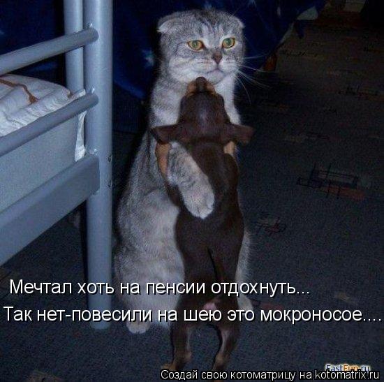 Мечтал хоть на пенсии отдохнуть... Так нет-повесили на шею это мокроносое....... Котоматрица: Мечтал хоть на пенсии отдохнуть... Так нет-повесили на шею это мокроносое....