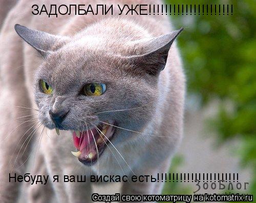 ЗАДОЛБАЛИ УЖЕ!!!!!!!!!!!!!!!!!!!!! Небуду я ваш вискас есть!!!!!!!!!!!!!!!!!!!!!!... Котоматрица: ЗАДОЛБАЛИ УЖЕ!!!!!!!!!!!!!!!!!!!!! Небуду я ваш вискас есть!!!!!!!!!!!!!!!!!!!!!!