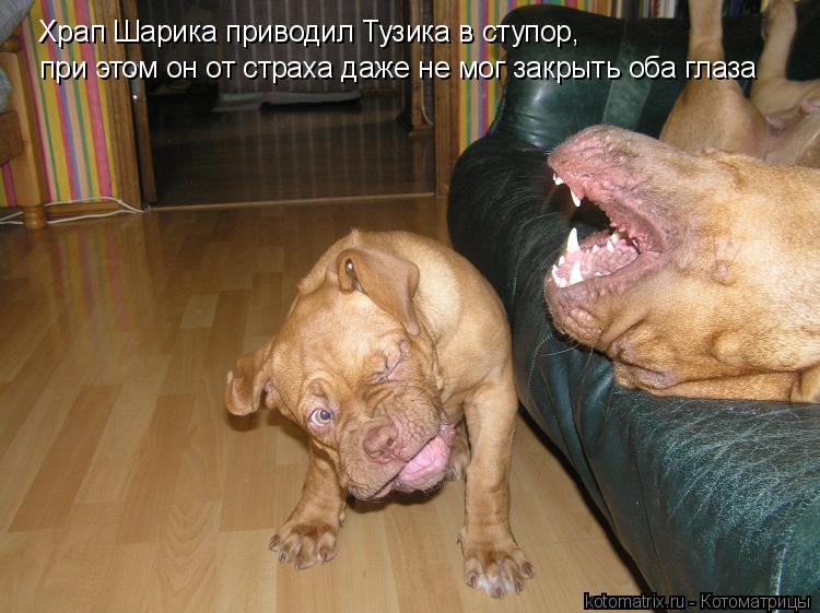 Храп Шарика приводил Тузика в ступор, при этом он от страха даже не мог закрыть оба глаза... Котоматрица: Храп Шарика приводил Тузика в ступор, при этом он от страха даже не мог закрыть оба глаза