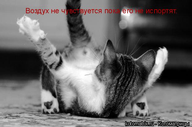 Воздух не чувствуется пока его не испортят.... Котоматрица: Воздух не чувствуется пока его не испортят.