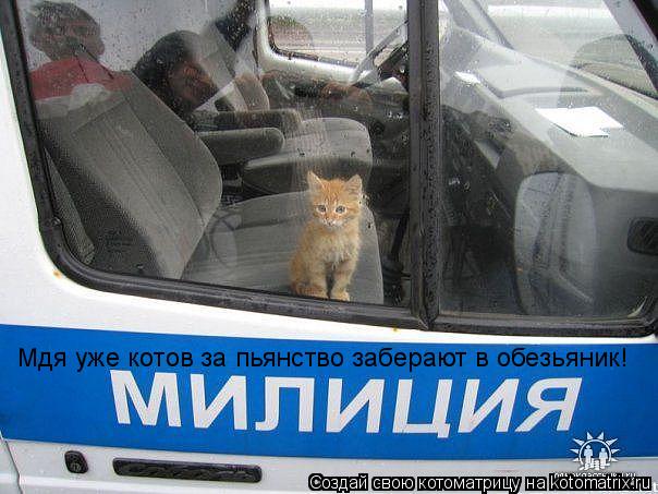 Мдя уже котов за пьянство заберают в обезьяник!... Котоматрица: Мдя уже котов за пьянство заберают в обезьяник!