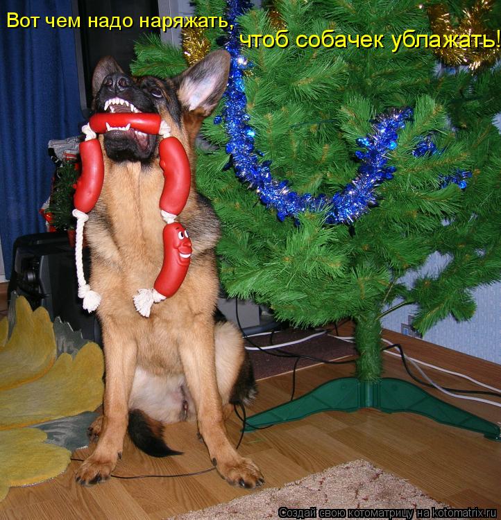 Вот чем надо наряжать, чтоб собачек ублажать!... Котоматрица: Вот чем надо наряжать, чтоб собачек ублажать!