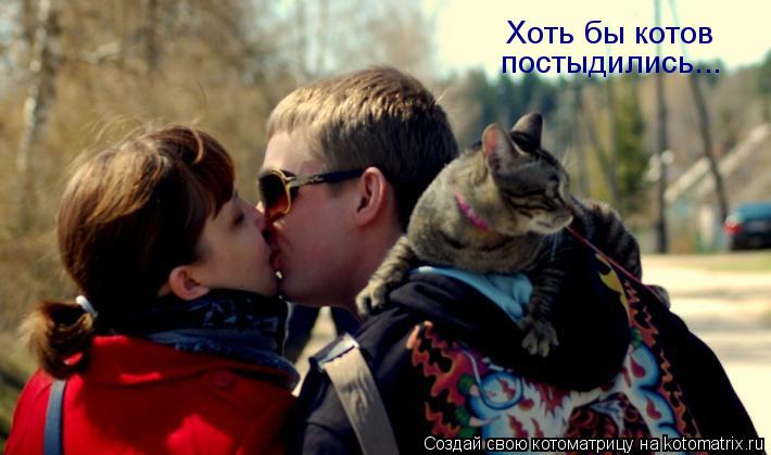Хоть бы котов постыдились...... Котоматрица: Хоть бы котов постыдились...