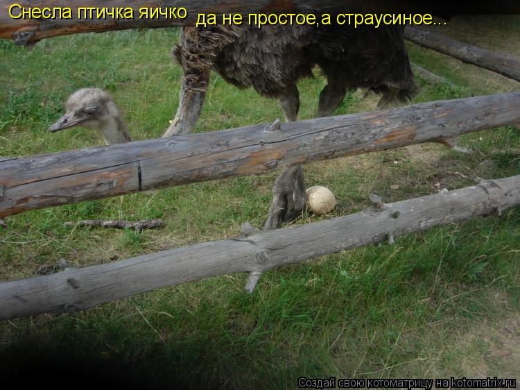 Снесла птичка яичко да не простое,а страусиное...... Котоматрица: Снесла птичка яичко да не простое,а страусиное...