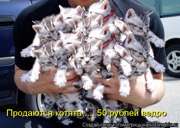 Продаются котята..... 50 рублей ведро... Котоматрица: Продаются котята..... 50 рублей ведро