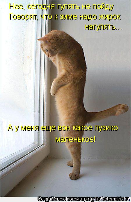 Говорят, что к зиме надо жирок нагулять... А у меня еще вон какое пузико маленькое! Нее, сегодня гуля... Котоматрица: Говорят, что к зиме надо жирок нагулять... А у меня еще вон какое пузико маленькое! Нее, сегодня гулять не пойду.
