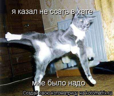 я казал не ссать в хате мне было надо... Котоматрица: я казал не ссать в хате мне было надо