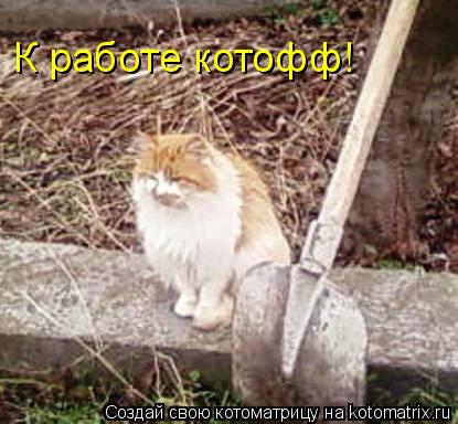 К работе котофф!... Котоматрица: К работе котофф!