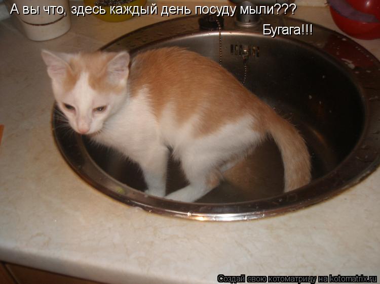 А вы что, здесь каждый день посуду мыли??? Бугага!!!... Котоматрица: А вы что, здесь каждый день посуду мыли??? Бугага!!!
