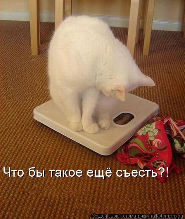 Что бы такое ещё съесть?!... Котоматрица: Что бы такое ещё съесть?!