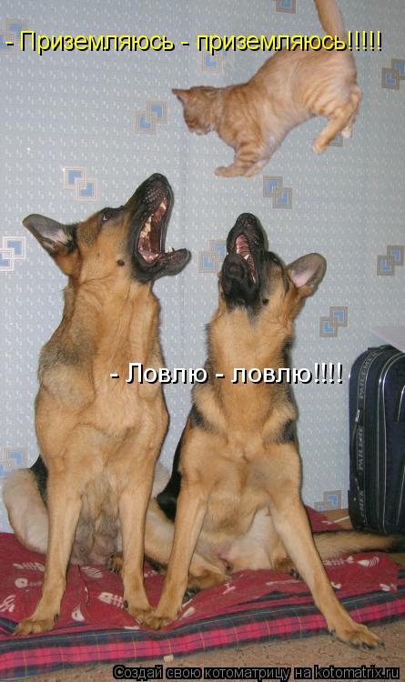 - Приземляюсь - приземляюсь!!!!! - Ловлю - ловлю!!!!... Котоматрица: - Приземляюсь - приземляюсь!!!!! - Ловлю - ловлю!!!!