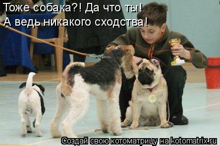 Тоже собака?! Да что ты! А ведь никакого сходства!... Котоматрица: Тоже собака?! Да что ты! А ведь никакого сходства!