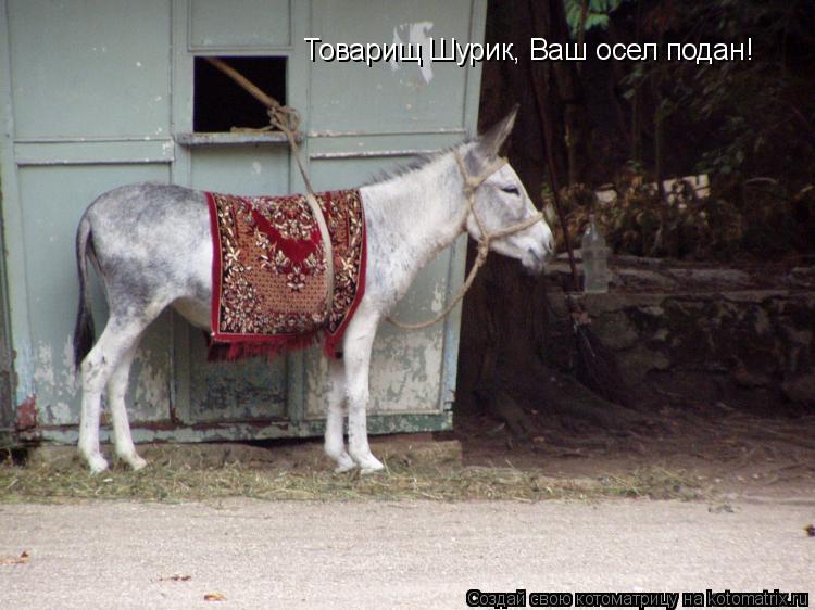 Товарищ Шурик, Ваш осел подан!... Котоматрица: Товарищ Шурик, Ваш осел подан!