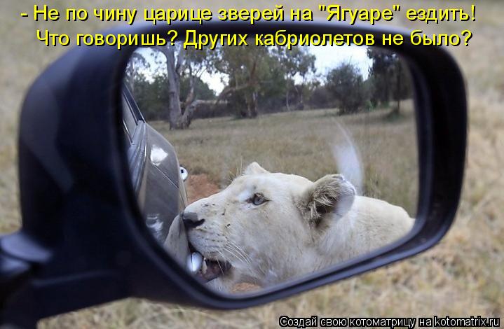- Не по чину царице зверей на "Ягуаре" ездить! Что говоришь? Других кабриолетов не было?... Котоматрица: - Не по чину царице зверей на "Ягуаре" ездить! Что говоришь? Других кабриолетов не было?