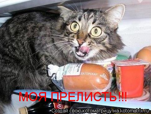 МОЯ ПРЕЛИСТЬ!!!... Котоматрица: МОЯ ПРЕЛИСТЬ!!!