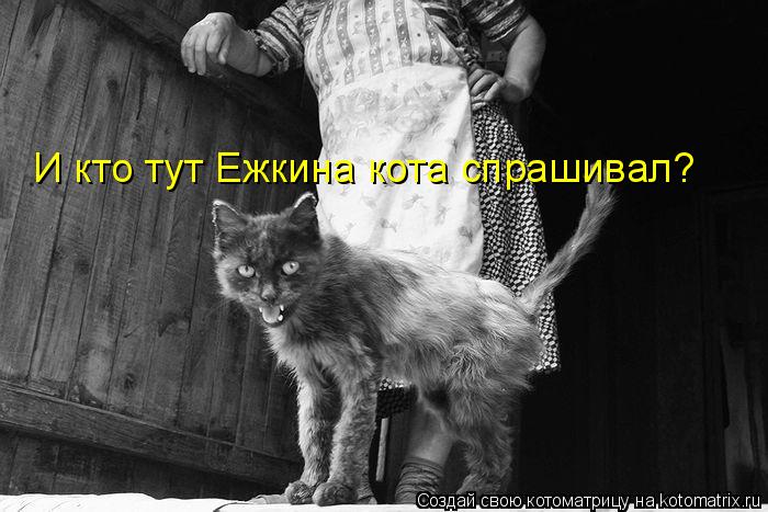И кто тут Ежкина кота спрашивал?... Котоматрица: И кто тут Ежкина кота спрашивал?