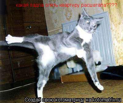какая падла опять квартиру расшатала???? какая падла опять квартиру расшатала????... Котоматрица: какая падла опять квартиру расшатала???? какая падла опять квартиру расшатала????