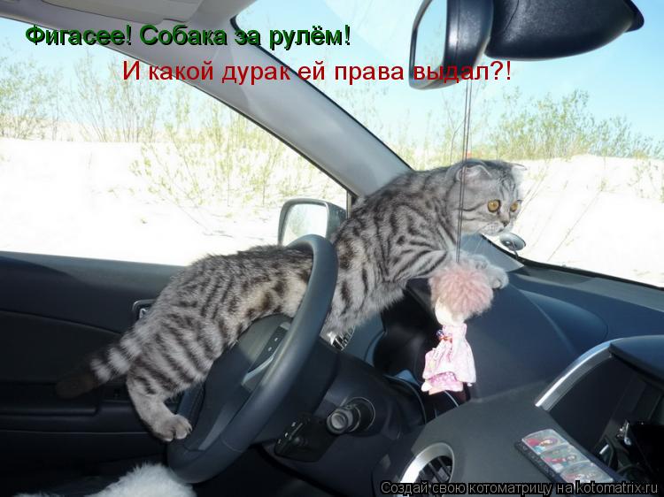 Фигасее! Собака за рулём! И какой дурак ей права выдал?!... Котоматрица: Фигасее! Собака за рулём! И какой дурак ей права выдал?!