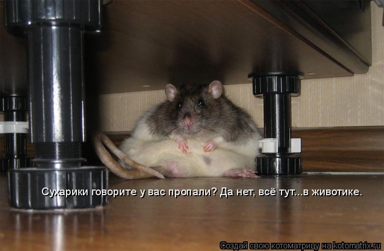 Сухарики говорите у вас пропали? Да нет, всё тут...в животике.... Котоматрица: Сухарики говорите у вас пропали? Да нет, всё тут...в животике.