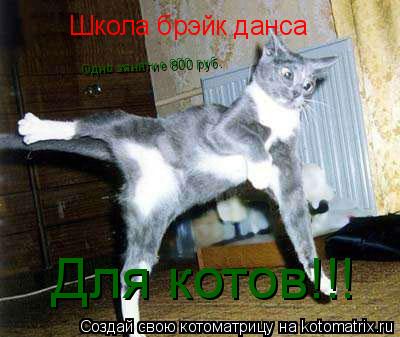 Школа брэйк данса Для котов!!! Одно занятие 800 руб.... Котоматрица: Школа брэйк данса Для котов!!! Одно занятие 800 руб.