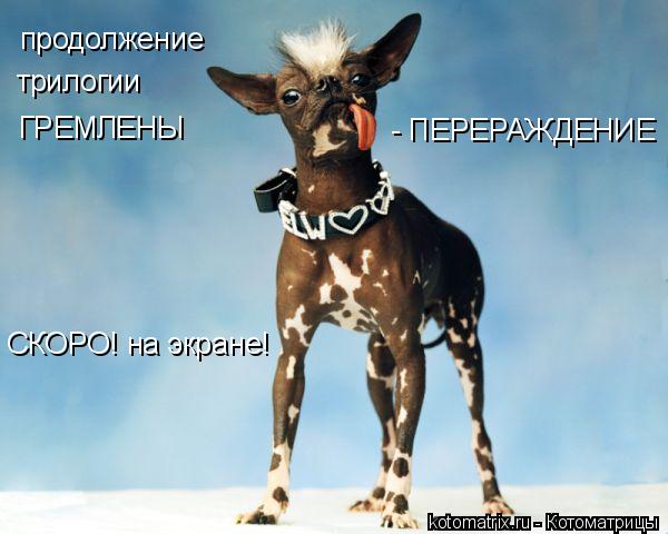 продолжение трилогии ГРЕМЛЕНЫ - ПЕРЕРАЖДЕНИЕ СКОРО! на экране!... Котоматрица: продолжение трилогии ГРЕМЛЕНЫ - ПЕРЕРАЖДЕНИЕ СКОРО! на экране!