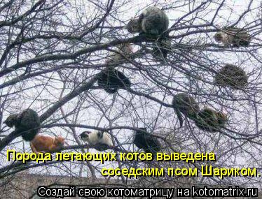 Порода летающих котов выведена соседским псом Шариком.... Котоматрица: Порода летающих котов выведена соседским псом Шариком.