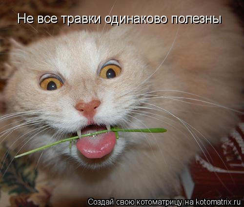 Не все травки одинаково полезны... Котоматрица: Не все травки одинаково полезны