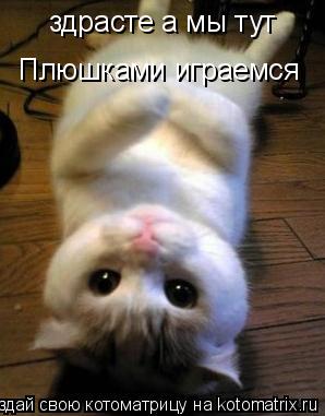 здрасте а мы тут Плюшками играемся... Котоматрица: здрасте а мы тут Плюшками играемся