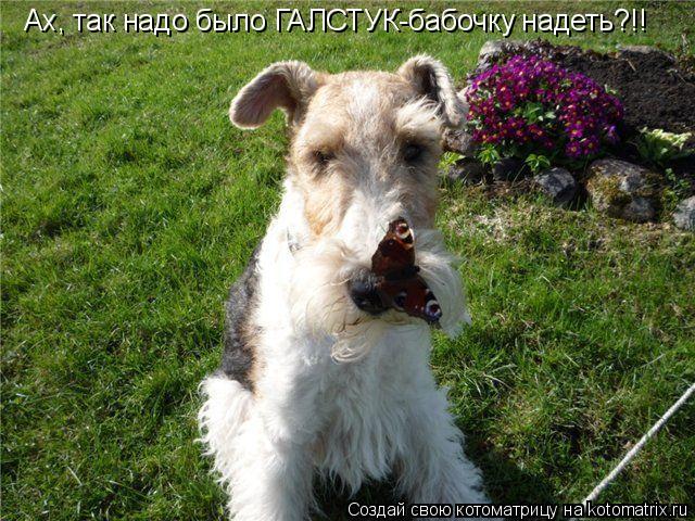 Ах, так надо было ГАЛСТУК-бабочку надеть?!!... Котоматрица: Ах, так надо было ГАЛСТУК-бабочку надеть?!!